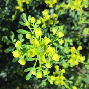 Growing Rue Herb – Tips For Rue Plant Care