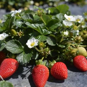 Plagas, enfermedades y fisiopatías en cultivo de fresas, fresones