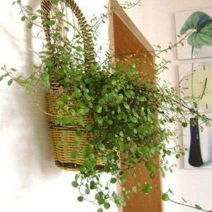 DIY Indoor Herb Gardens