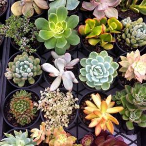 Ultimate Guide to Succulents: Succulent Care