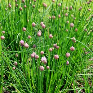 Wild Chives Identification: Are Wild Chives Safe To Eat