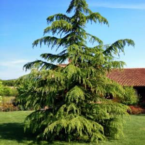 When To Trim Cedar Trees: Guide To Pruning Cedar Trees In The Garden