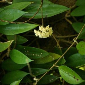 Asclepias variegata