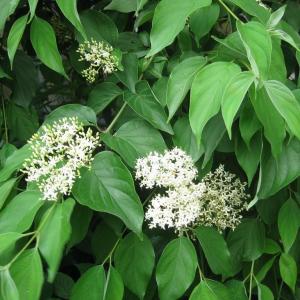 Gray Dogwood Care – Learn About The Gray Dogwood Shrub
