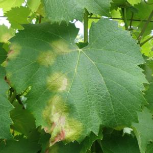 Downy Mildew of Grapes