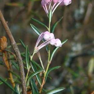 Bog Rosemary Care: How To Grow Bog Rosemary Plants