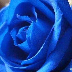 蓝色香水Blue Parfum