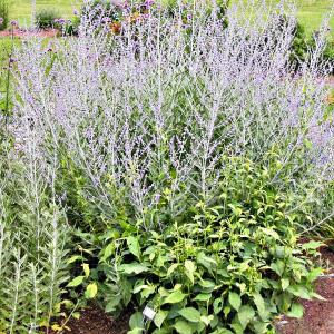 Tips On How To Grow Sage