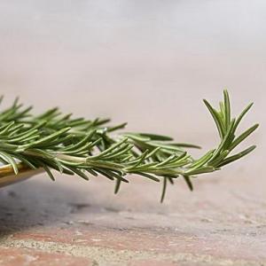 How to Save a Dying Rosemary Shrub