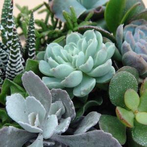 Xerophytic Garden Design: How To Use Xerophyte Desert Plants In The Landscape