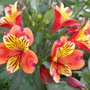 How to Grow and Care for a Peruvian Lily