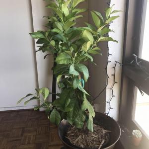 Brand new Eureka Dwarf Lemon Tree (3 yr from Four Winds Growers) was left unwatered for 2 weeks by my plant sitter and I'm DEVASTATED. The top leaves dried up and I pruned it but not sure what else to do... Live in SF with decent sun exposure.

Help! 🙏🏼

 #Citrusmitis   #Citrusmeyeri   #lemon  

Pictures: 
1. current state:  pruned & 1,000 ml water
2. post-plant sitter: minus 2 wks water
3. original condition: prior to leaving

How do I revive it?
How much water should I give it & how often?