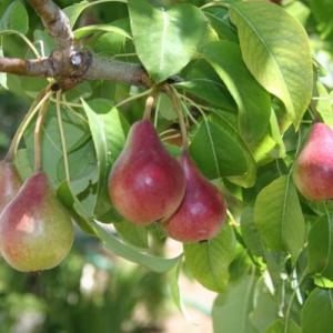 Multiplicación o reproducción de árboles frutales  por semillas