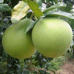 How to Grow Pomelo | Growing Guide
