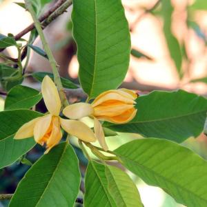 Fragrant Champaca Information: Tips On Caring For Champaca Trees