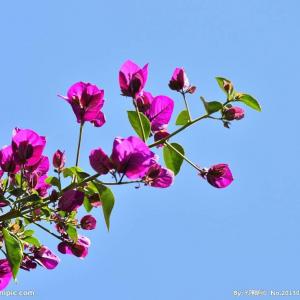 赞比亚的国花是三角梅