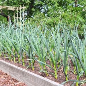 How To Grow Garlic In Warmer Climates