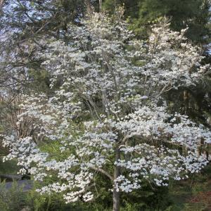 Fertilizer For Dogwoods: How And When To Feed Dogwood Trees