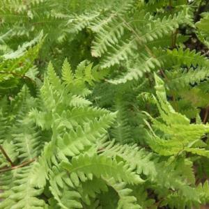What Is A Marsh Fern: Marsh Fern Info And Care