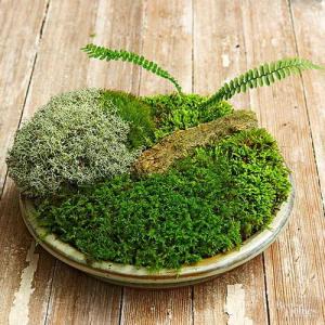 Cómo hacer un jardín de musgo en miniatura