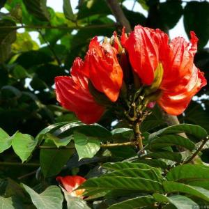 加蓬的国花是什么？是火焰树吗？