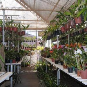 Consejos sobre el cultivo y cuidados de las orquídeas