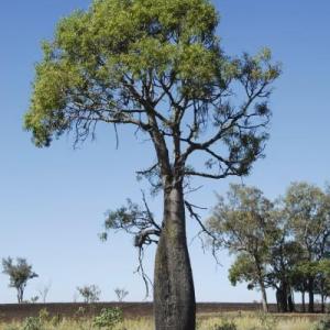 Bottle Tree Care: Growing A Kurrajong Bottle Tree
