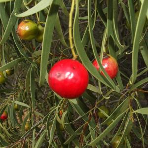 Quandong Fruit Trees – Tips On Growing Quandong Fruit In Gardens