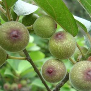 Fiddle Leaf Fig Care | How to Grow Fiddle Leaf Fig Tree