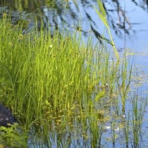 Bulrush Plant Facts: Learn About Bulrush Control In Ponds