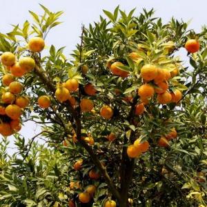 How to Grow a Clementine Tree in Your House