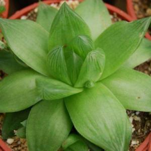 How To Grow Haworthia: Information On Caring For Window Plants