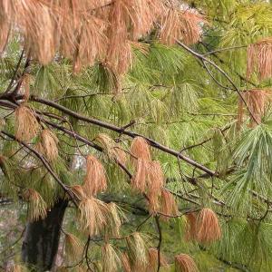 Pine Wilt (Pinewood Nematode) of Needled Evergreens