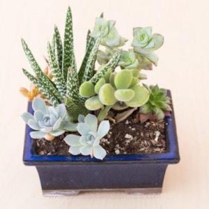 Care Tips for Growing Succulents Indoors During the Winter