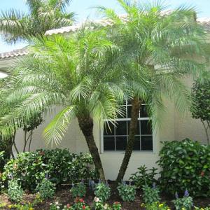 Pygmy Date Palm Information: How To Grow Pygmy Date Palm Trees