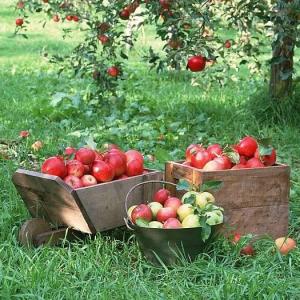 Growing Apple Trees in Pots | How to Grow apple tree in a Container & Care