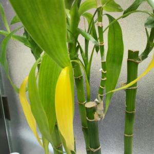 Yellowing Bamboo Leaves: Help For Yellow Bamboo Leaves