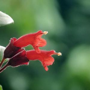 即可观叶又可观花的口红花如何生长的更加健壮
