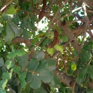 What Are Carobs: Learn About Carob Tree Care And Uses
