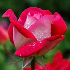 How and When to Plant Roses