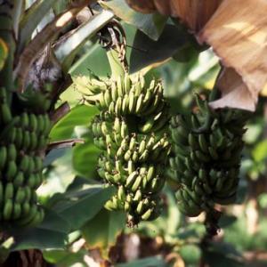 バナナの特徴と種類