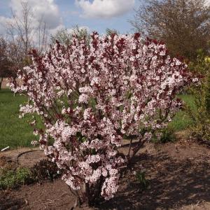 Propagating Sand Cherry Trees: How To Propagate A Sand Cherry