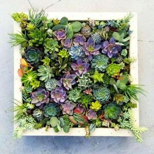 Vertical Succulent Wall Planter In Quick Easy Steps | DIY Succulent Frame