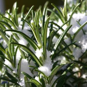 Winterizing Your Herb Garden: How To Overwinter Herbs