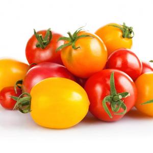 番茄种植时间