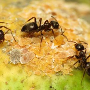 Garden ants