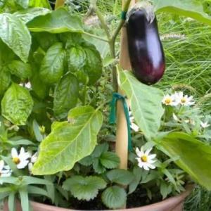 How to Grow an Eggplant in a Pot