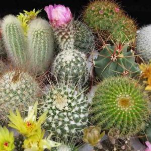 Multiplicación de cactus y crasas por esquejes