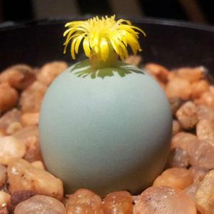 Conophytum calculus – Marble Buttons
