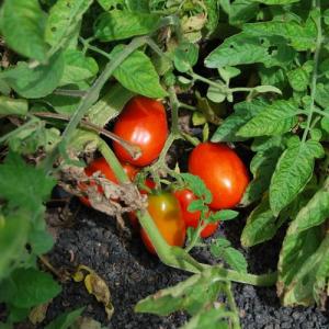 Plagas, enfermedades y fisiopatías en cultivo de tomates